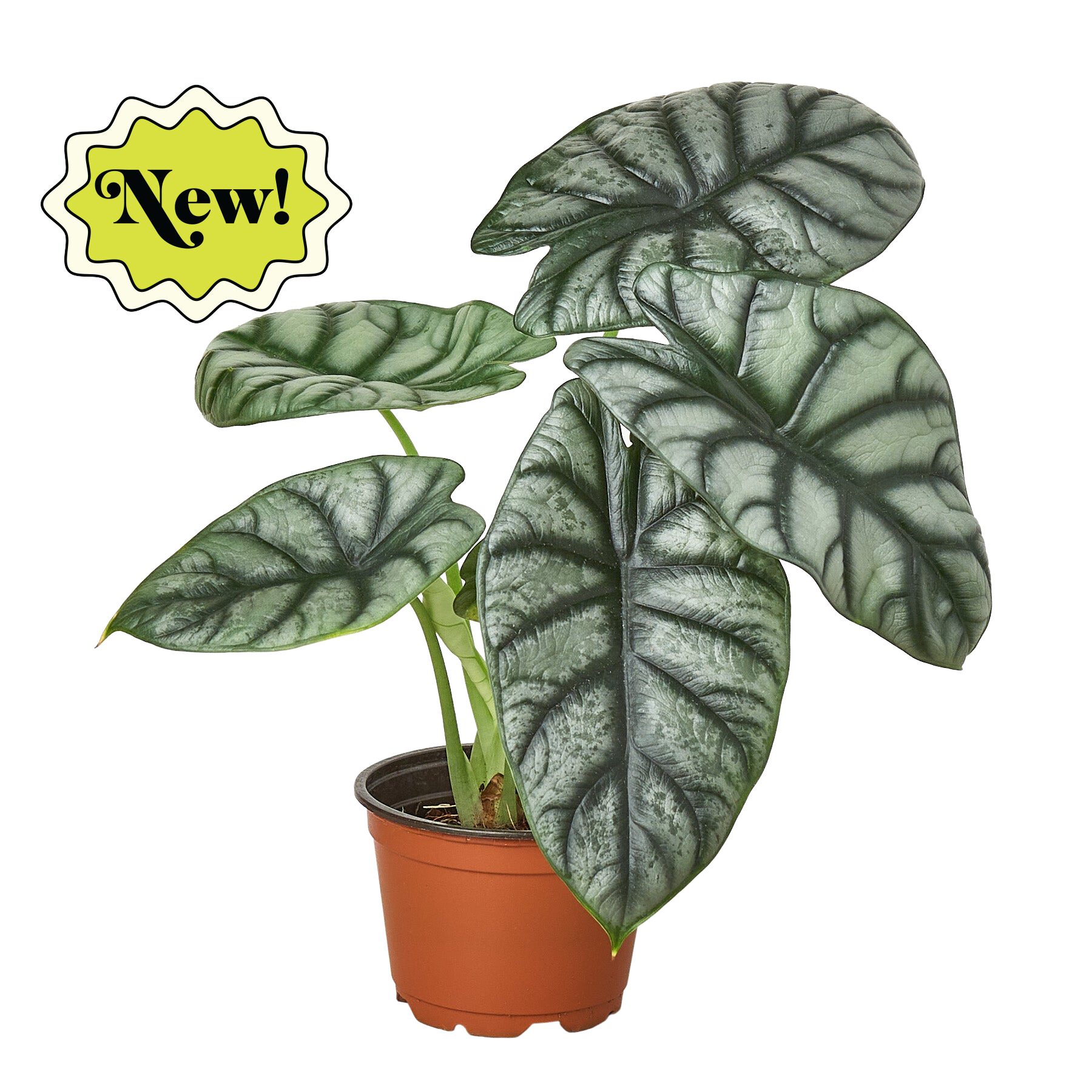 Alocasia 'Silver Dragon'