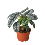 Alocasia 'Silver Dragon'