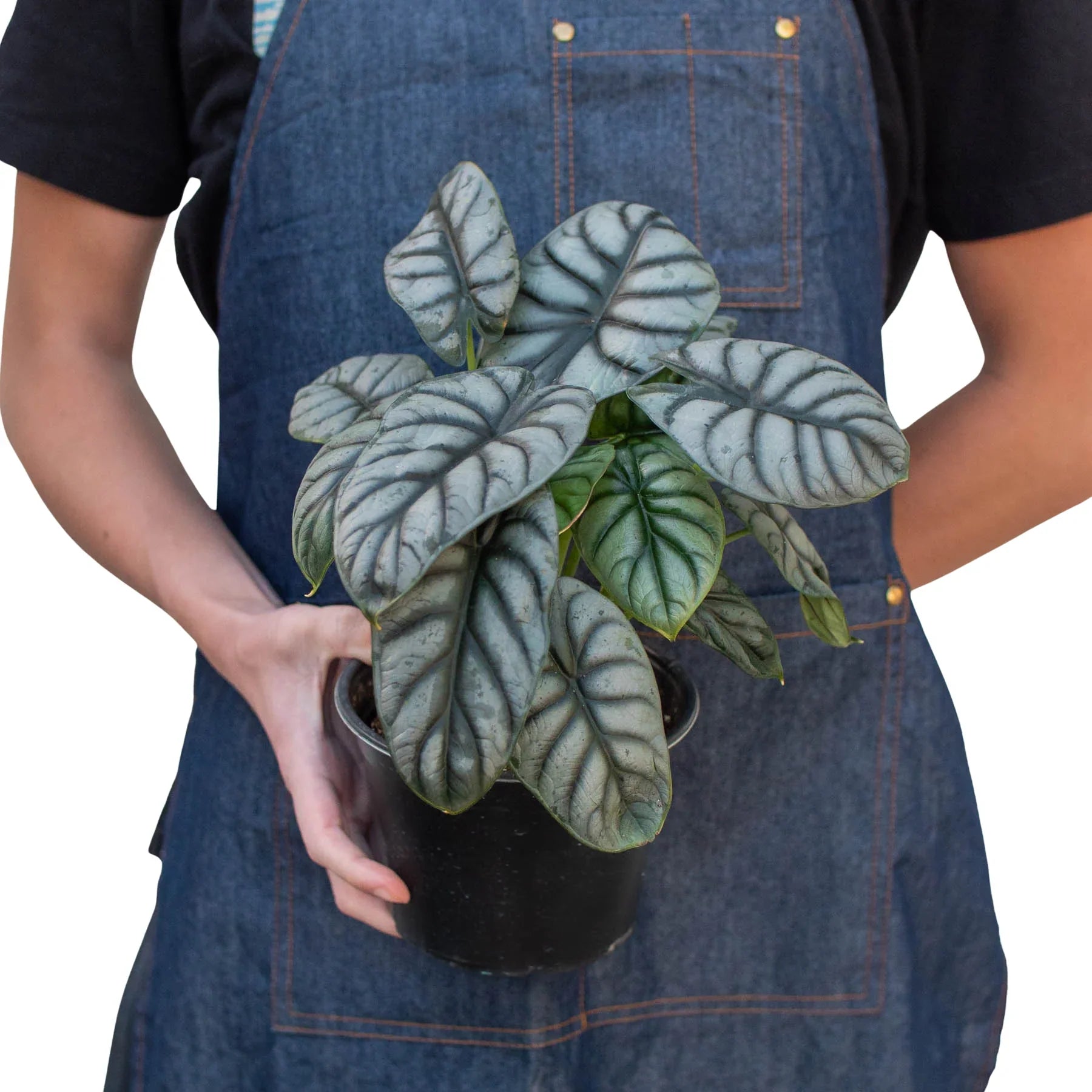 Alocasia 'Silver Dragon'