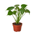 Philodendron 'Monstera Split-Leaf'