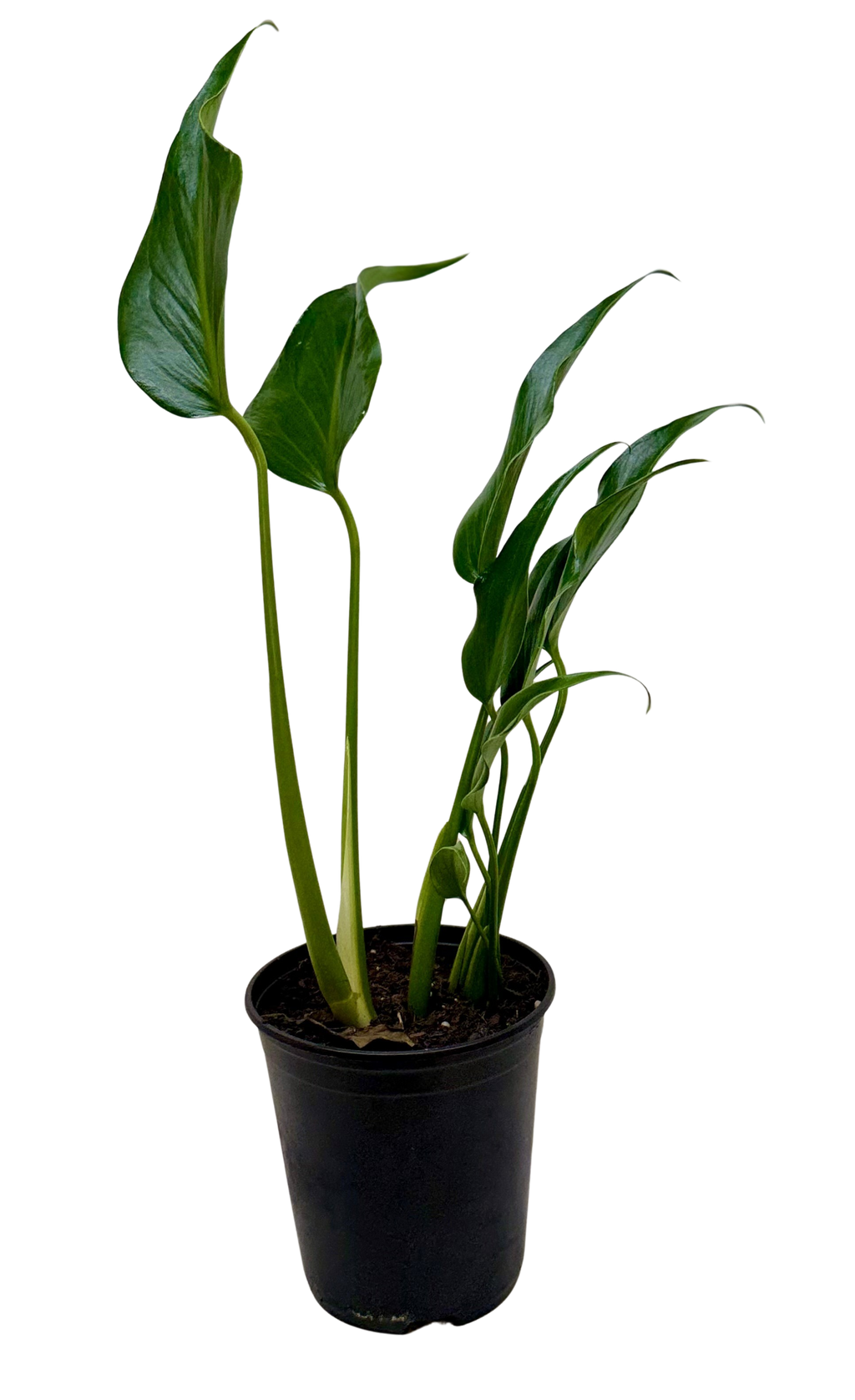 Monstera 'Burle Marx Flame'