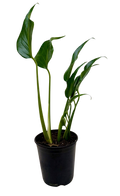 Monstera 'Burle Marx Flame'