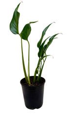 Monstera 'Burle Marx Flame'
