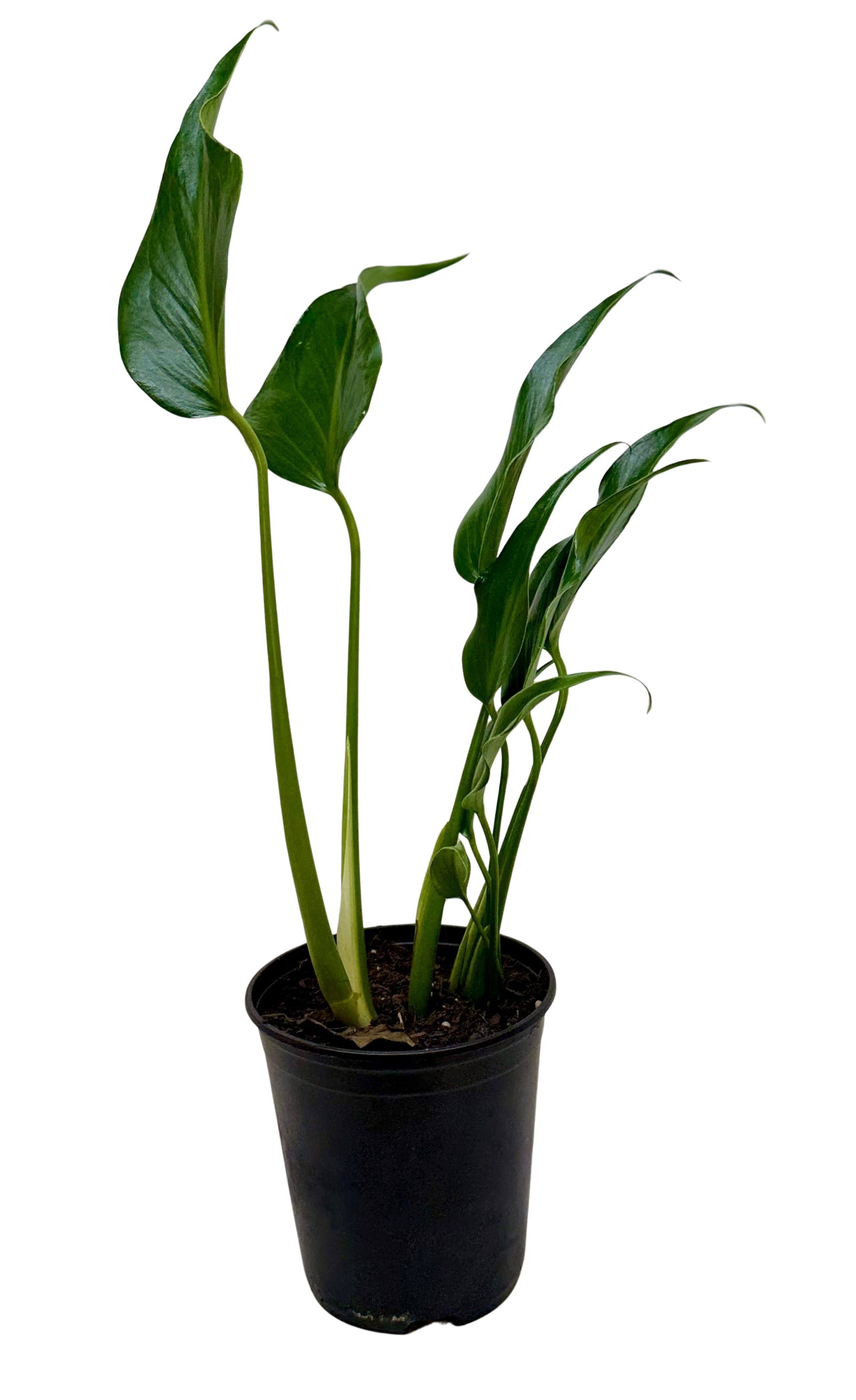 Monstera 'Burle Marx Flame'