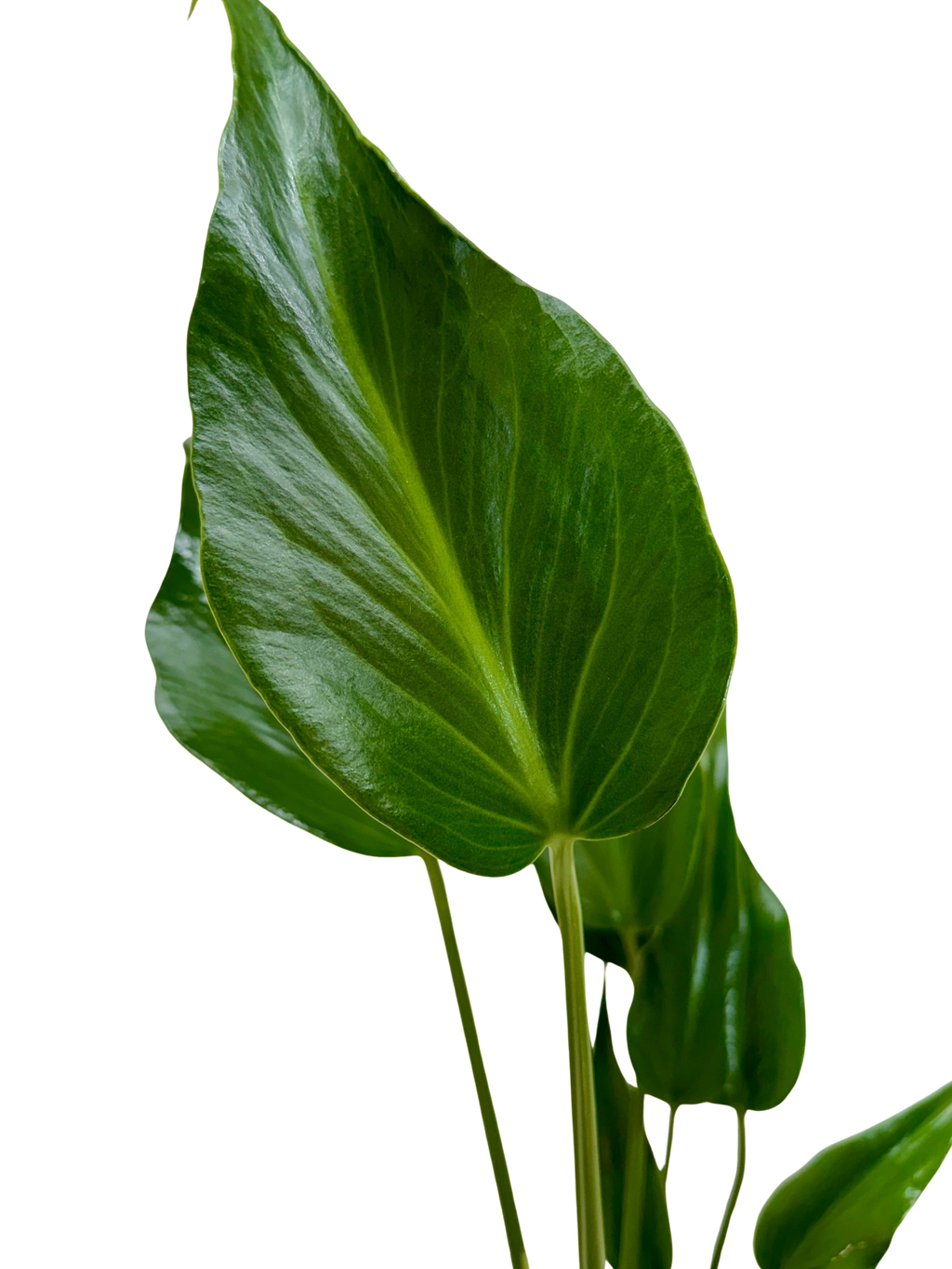 Monstera 'Burle Marx Flame'
