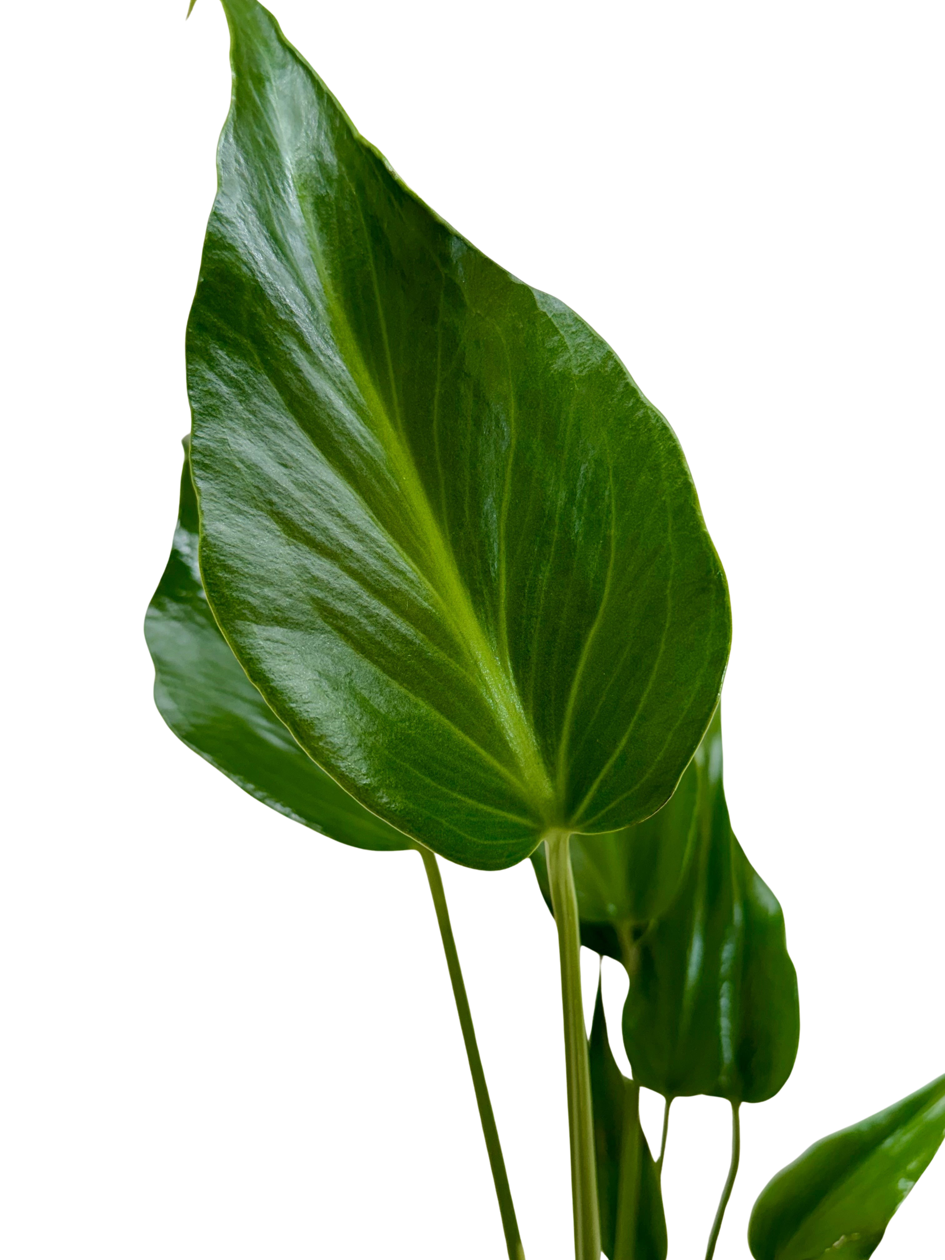 Monstera 'Burle Marx Flame'